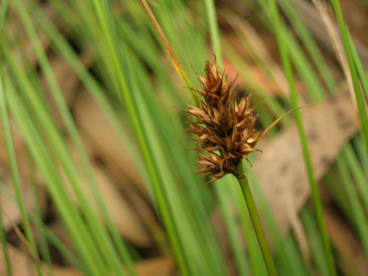 АИР болотный (Acorus Calamus)