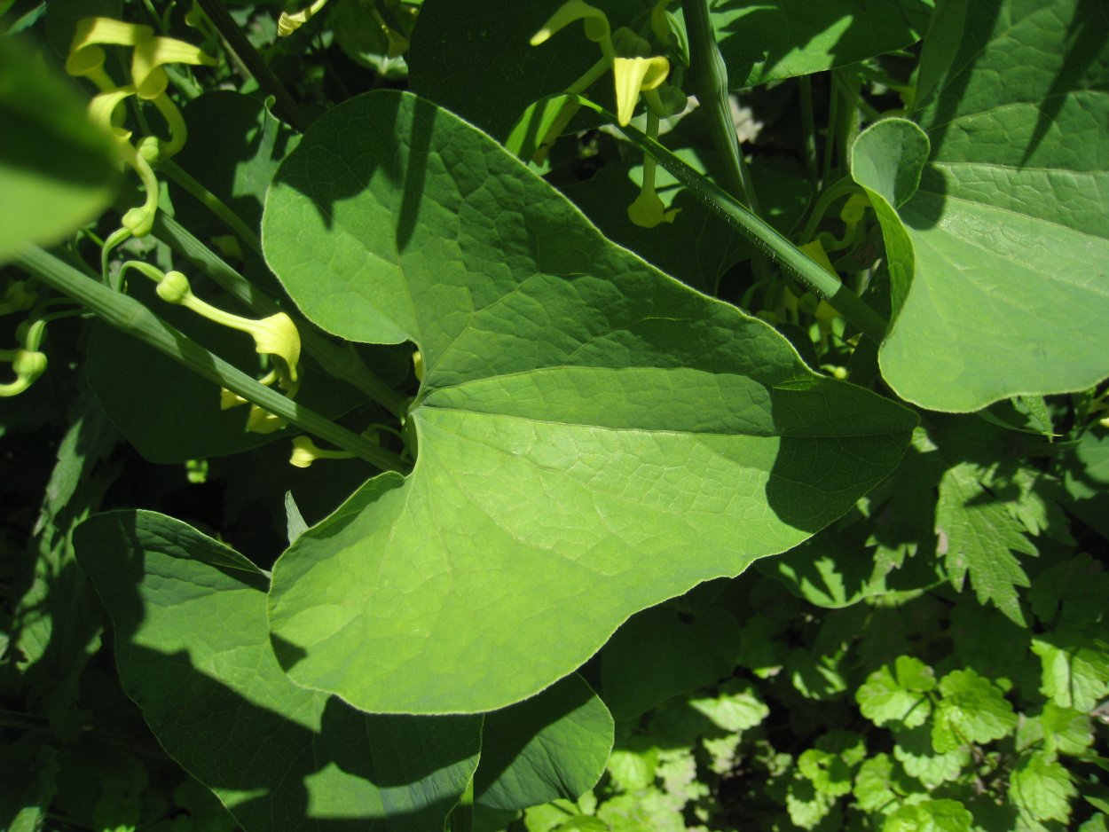 Кирказон ломоносовидный