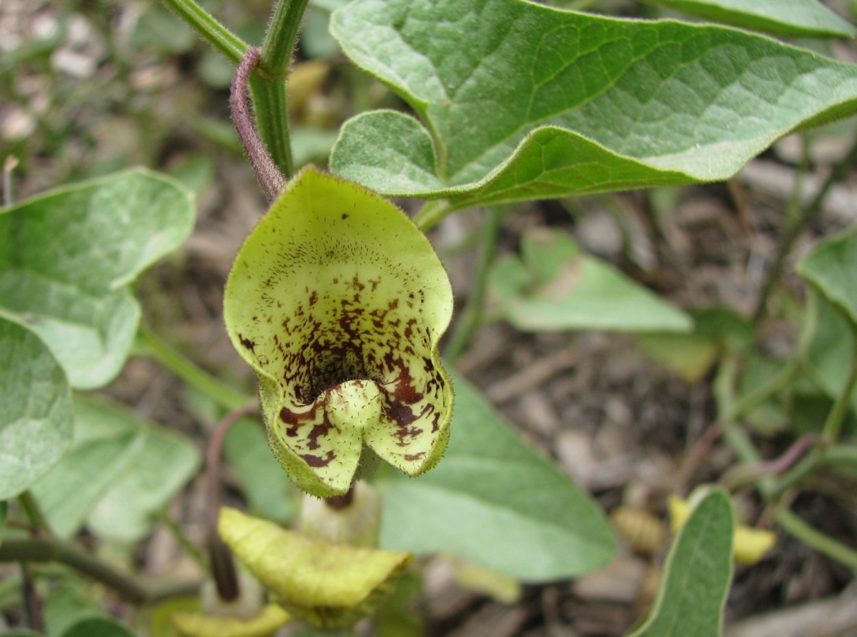 Бриония переступень белый