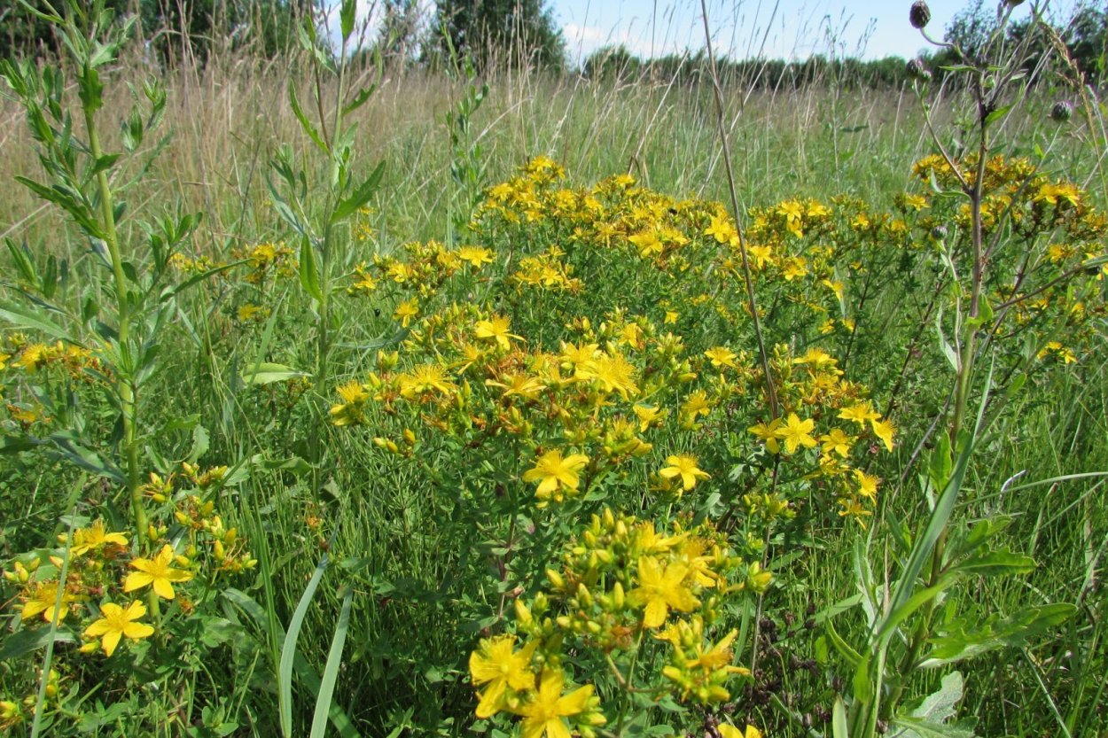 Клевер трилистник растение
