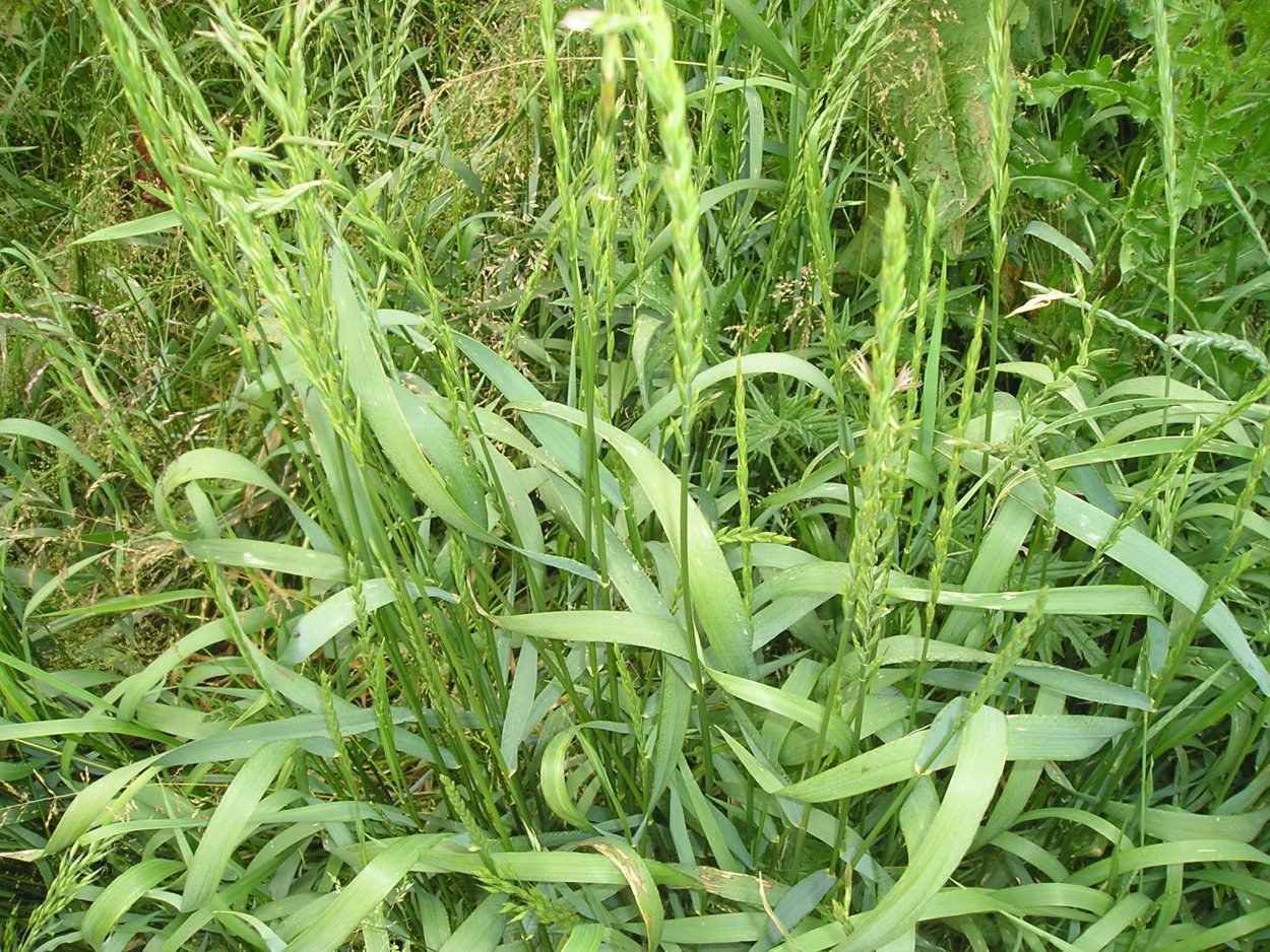 Житняк гребенчатый Agropyron cristatum