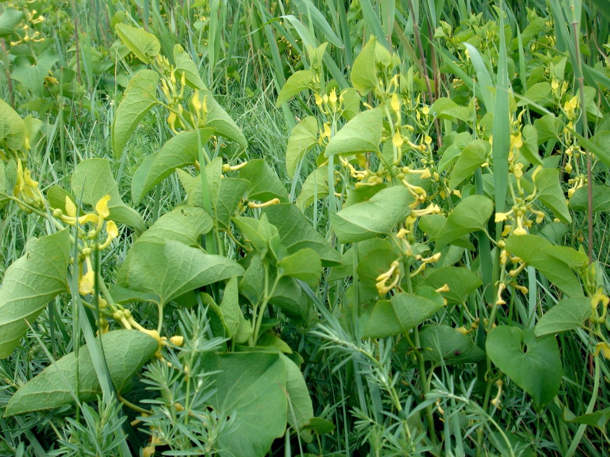 Кирказон ломоносовидный