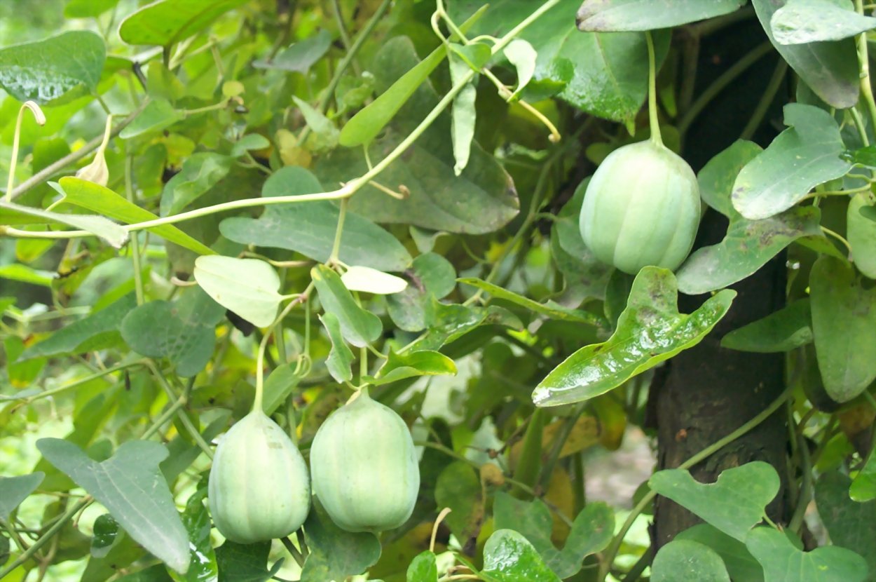 Чина Луговая (Lathyrus pratensis)