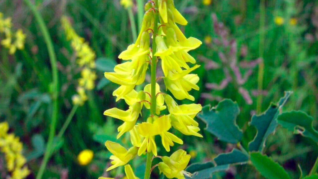 Донник Луговой