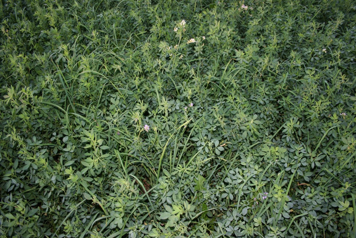 Reynoutria multiflora