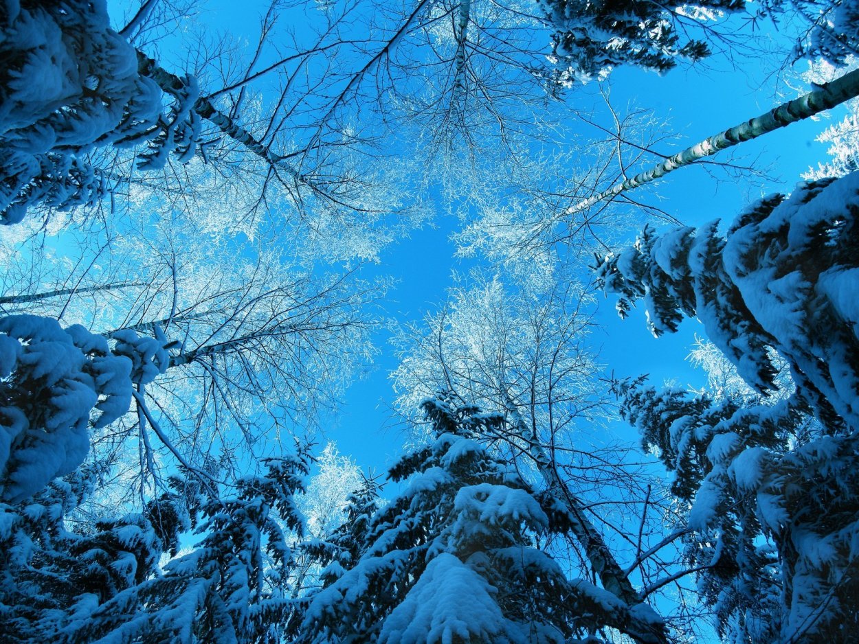 Зимний лес