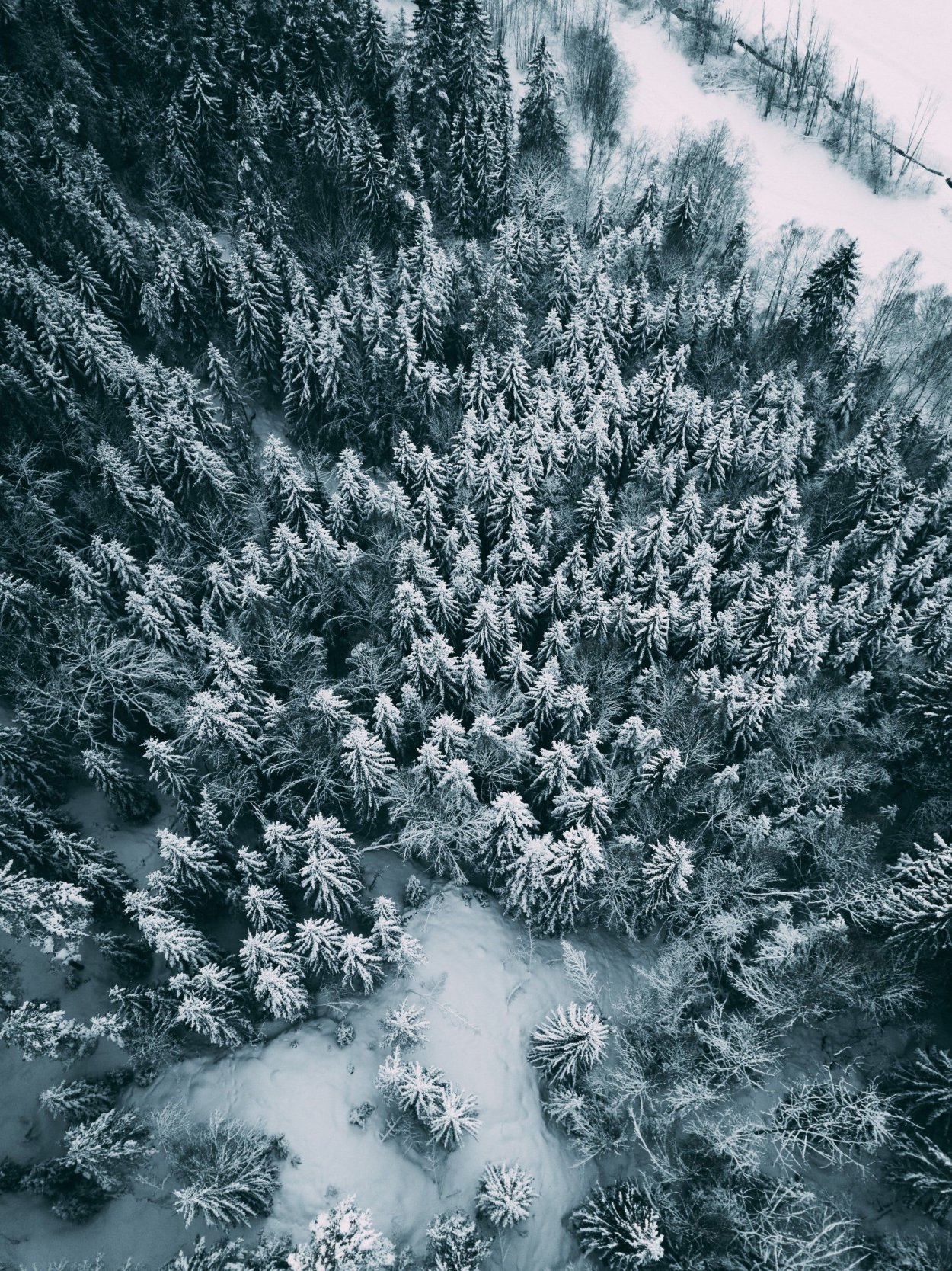 Зимний лес сверху
