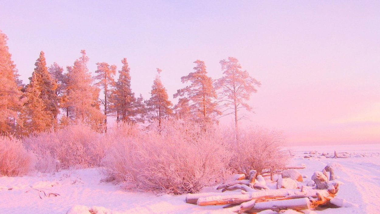 Снежный лес