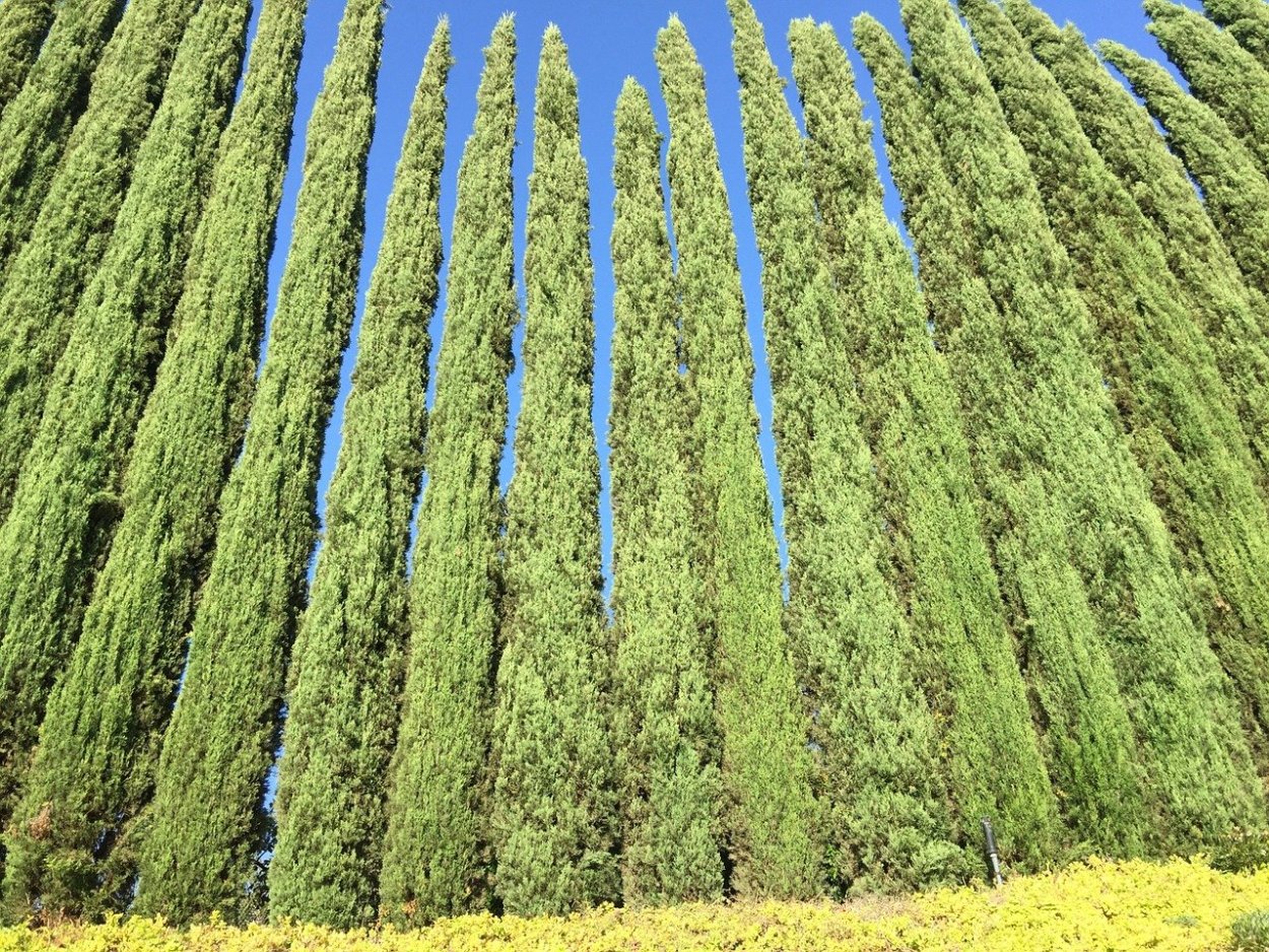Кипарис вечнозеленый (Cupressus sempervirens)