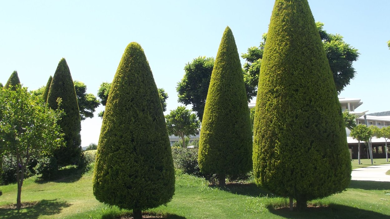 Thuja occidentalis Smaragd