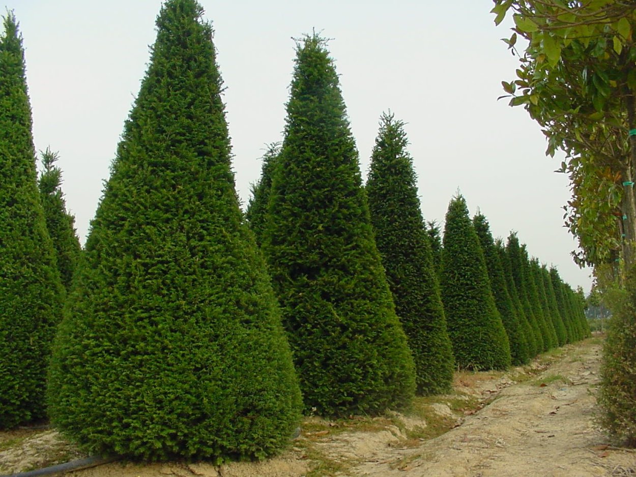 Пиния (Pinus pinea)