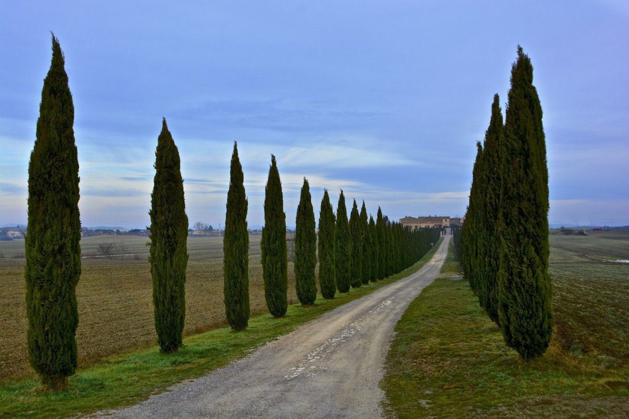 Chamaecyparis lawsoniana хвоя