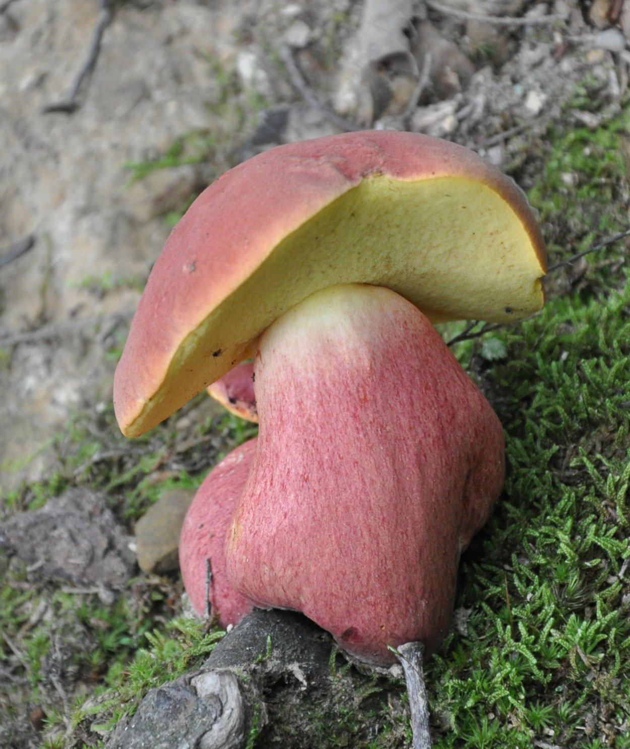 Боровик двухцветный Boletus bicolor