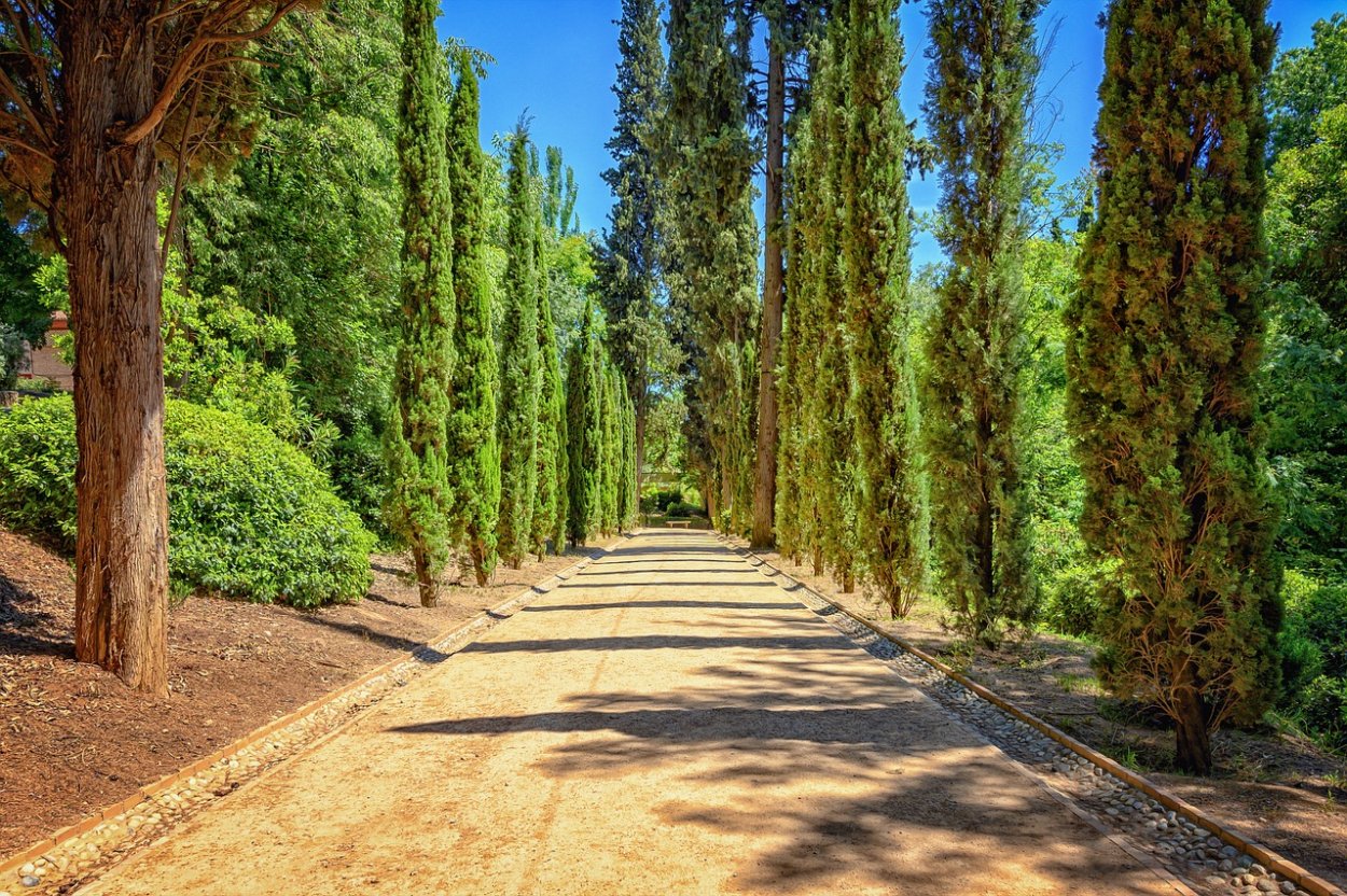 Кипарис калифорнийский Cupressus