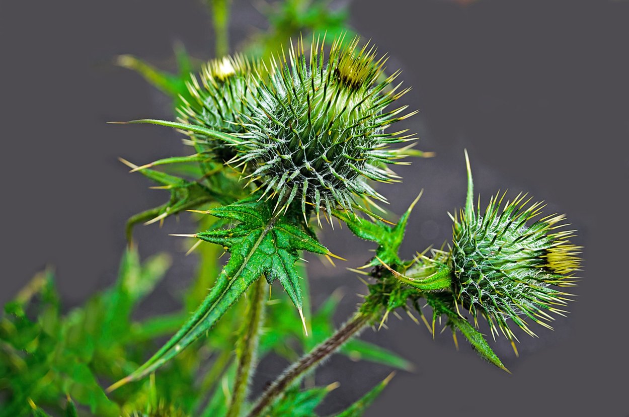 Репейник (Burdock)