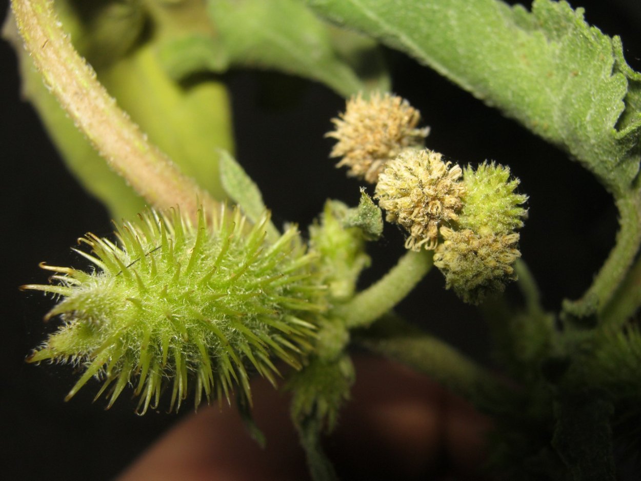 Дурнишник Xanthium