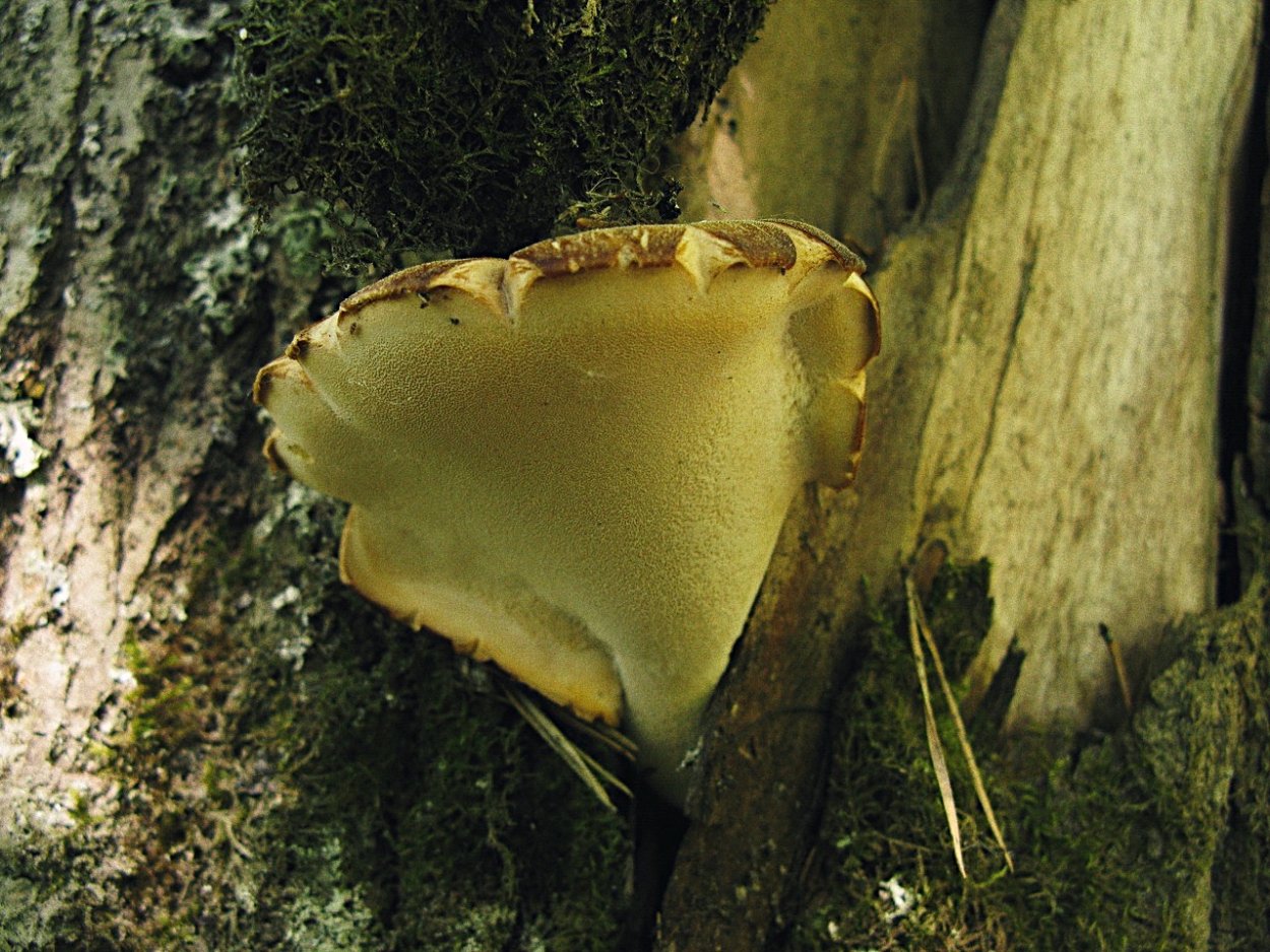 Трутовик изменчивый (Polyporus varius)