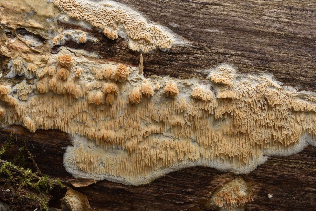 Skeletocutis carneogrisea