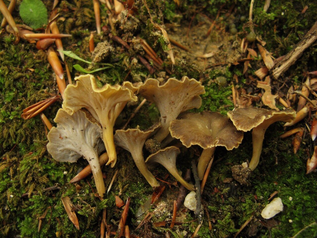 Marchandiomyces corallinus