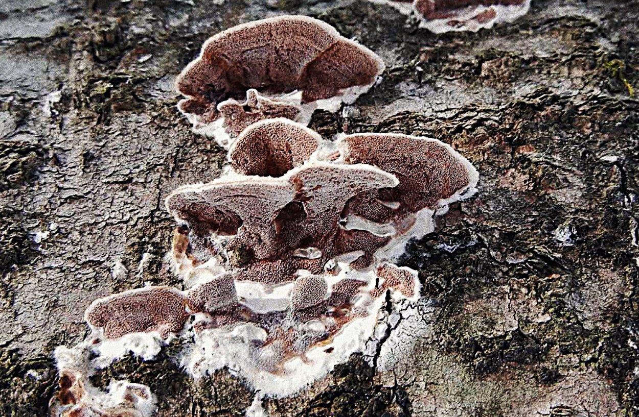 Ganodermataceae - семейство грибов отряда polyporales.