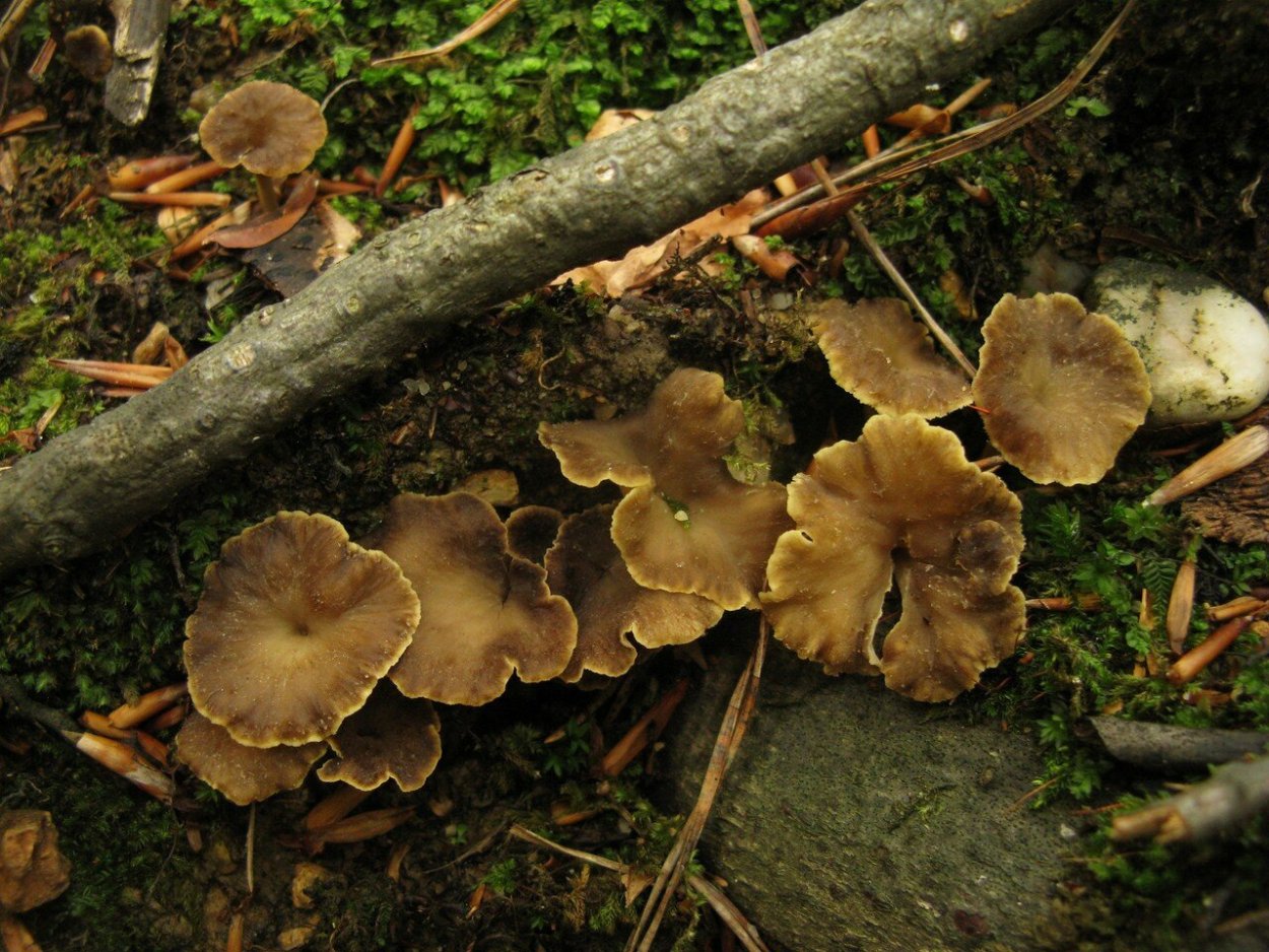 Craterellus sinuosus