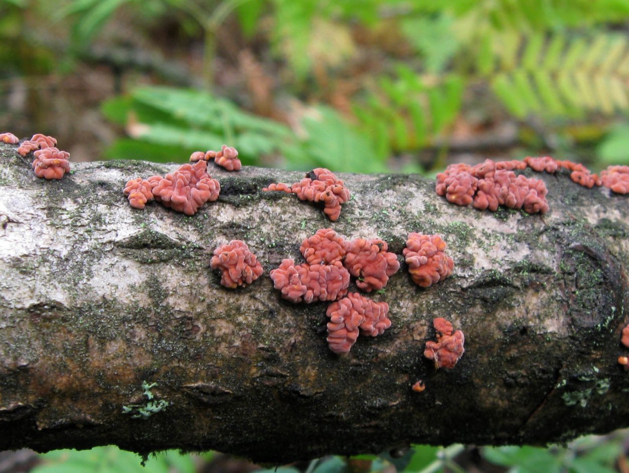 Physisporinus vitreus