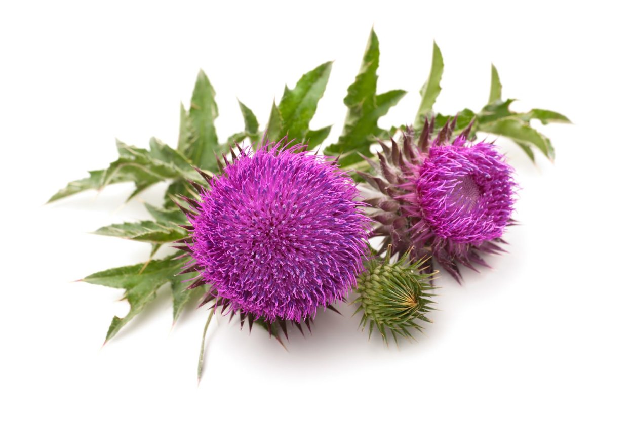 Расторопша Milk Thistle