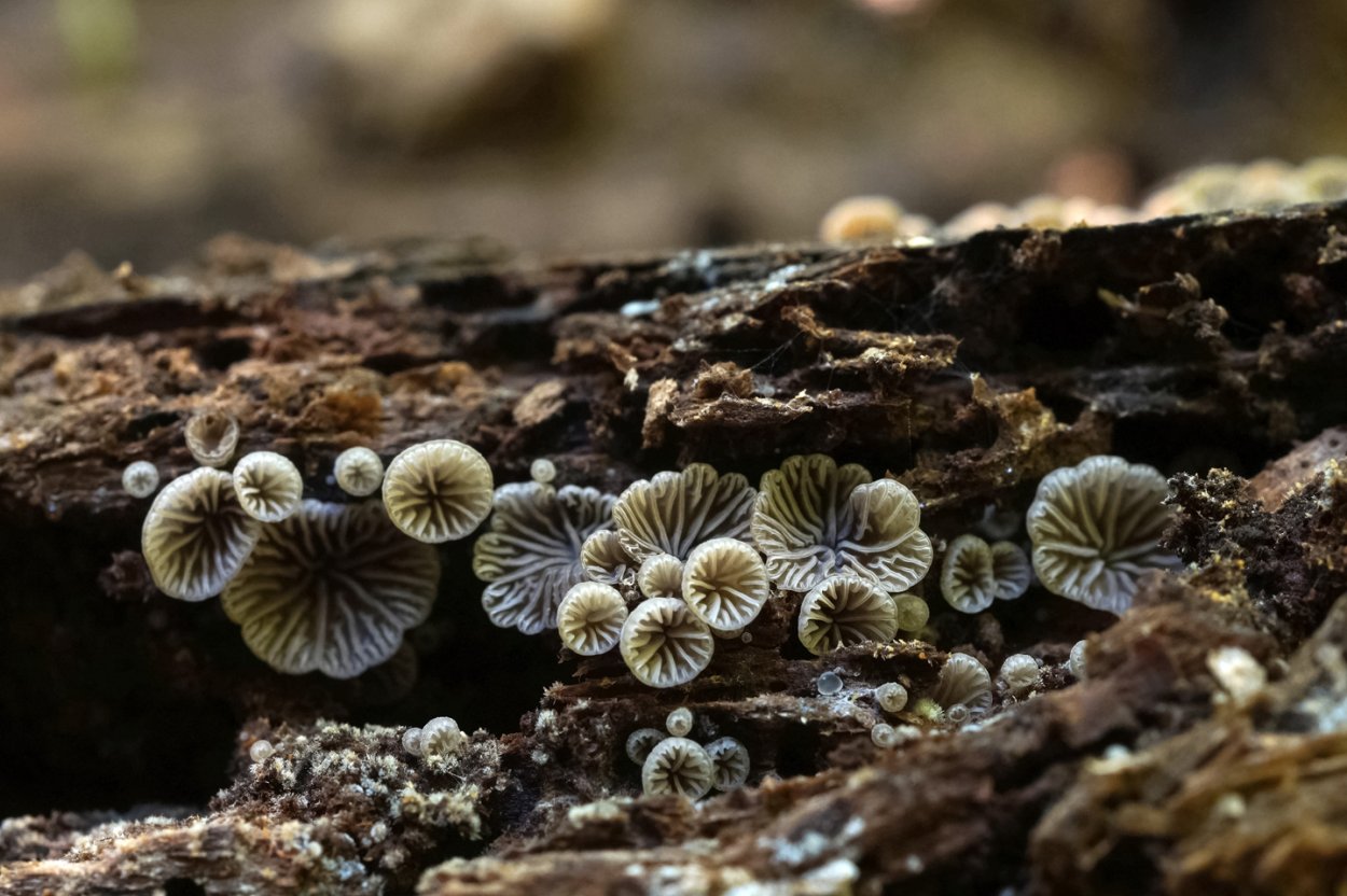 Oligoporus stipticus