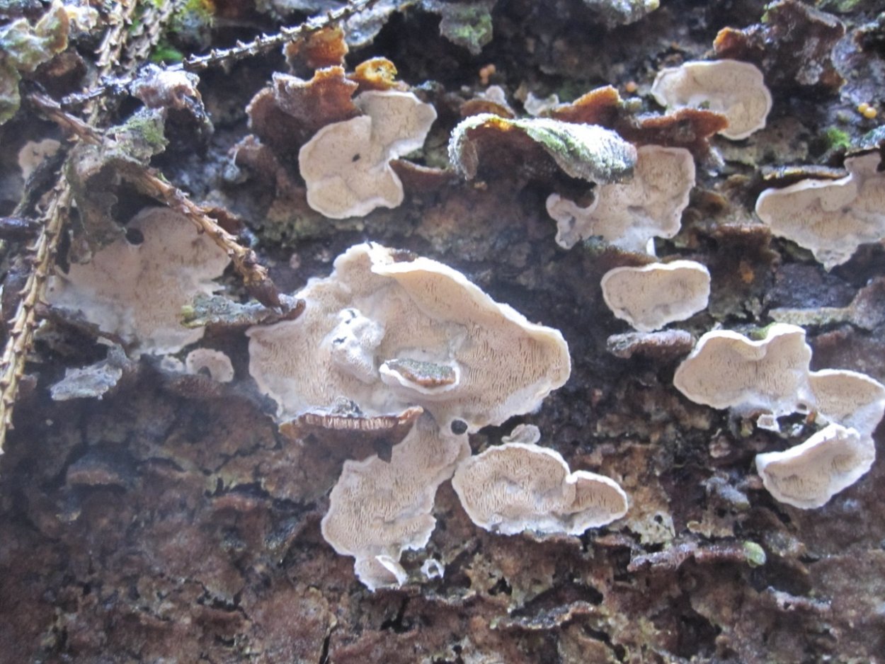 Daedalea quercina