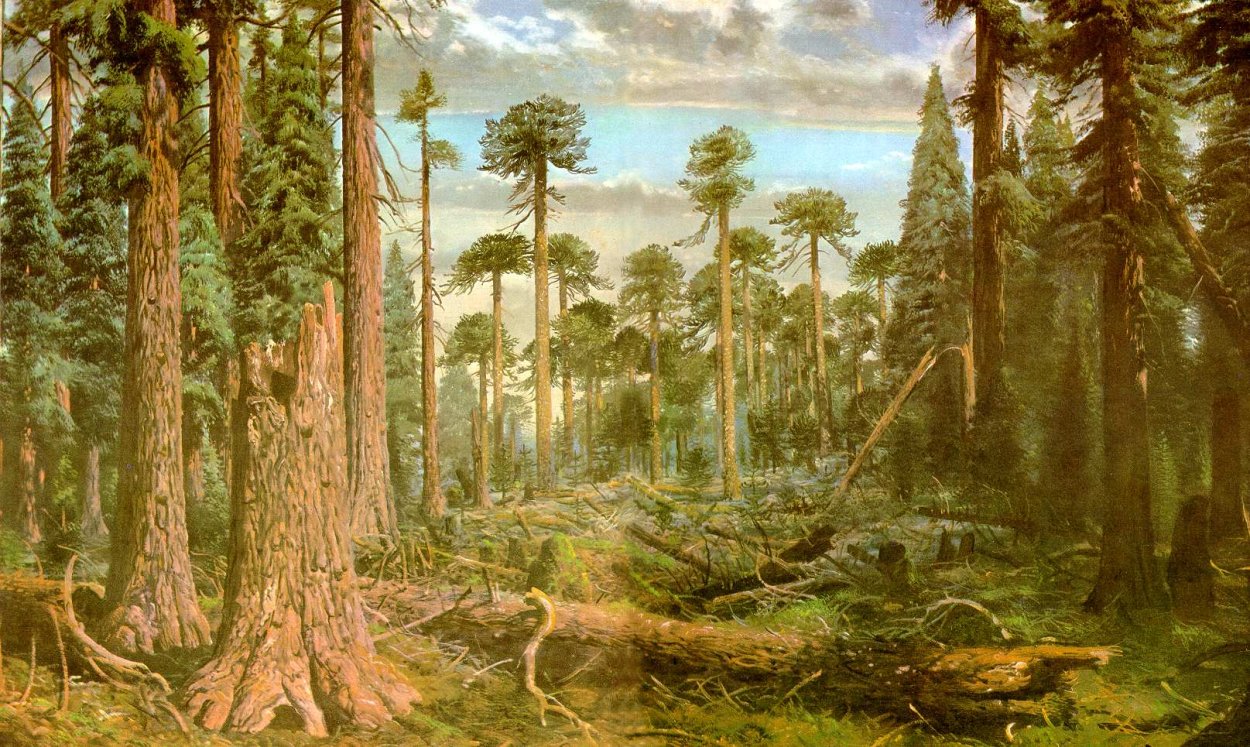 Кипарис вечнозеленый (Cupressus sempervirens)