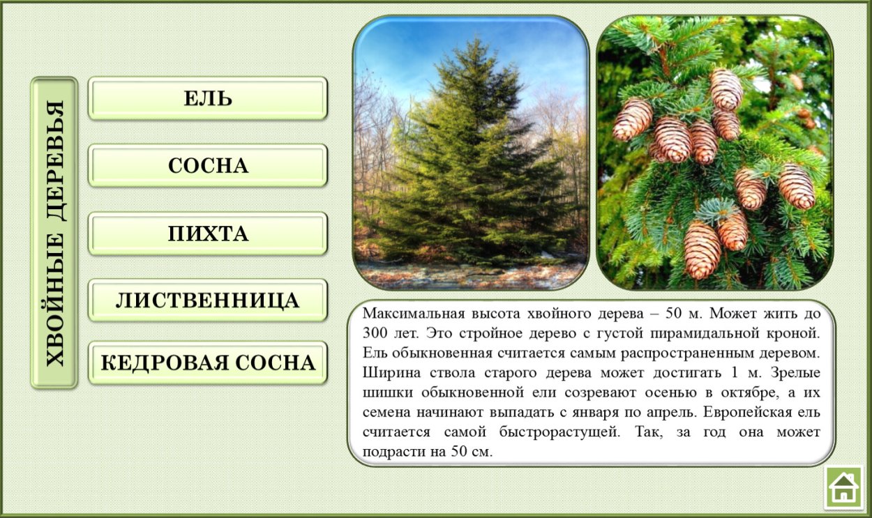 Ель пихта лиственница