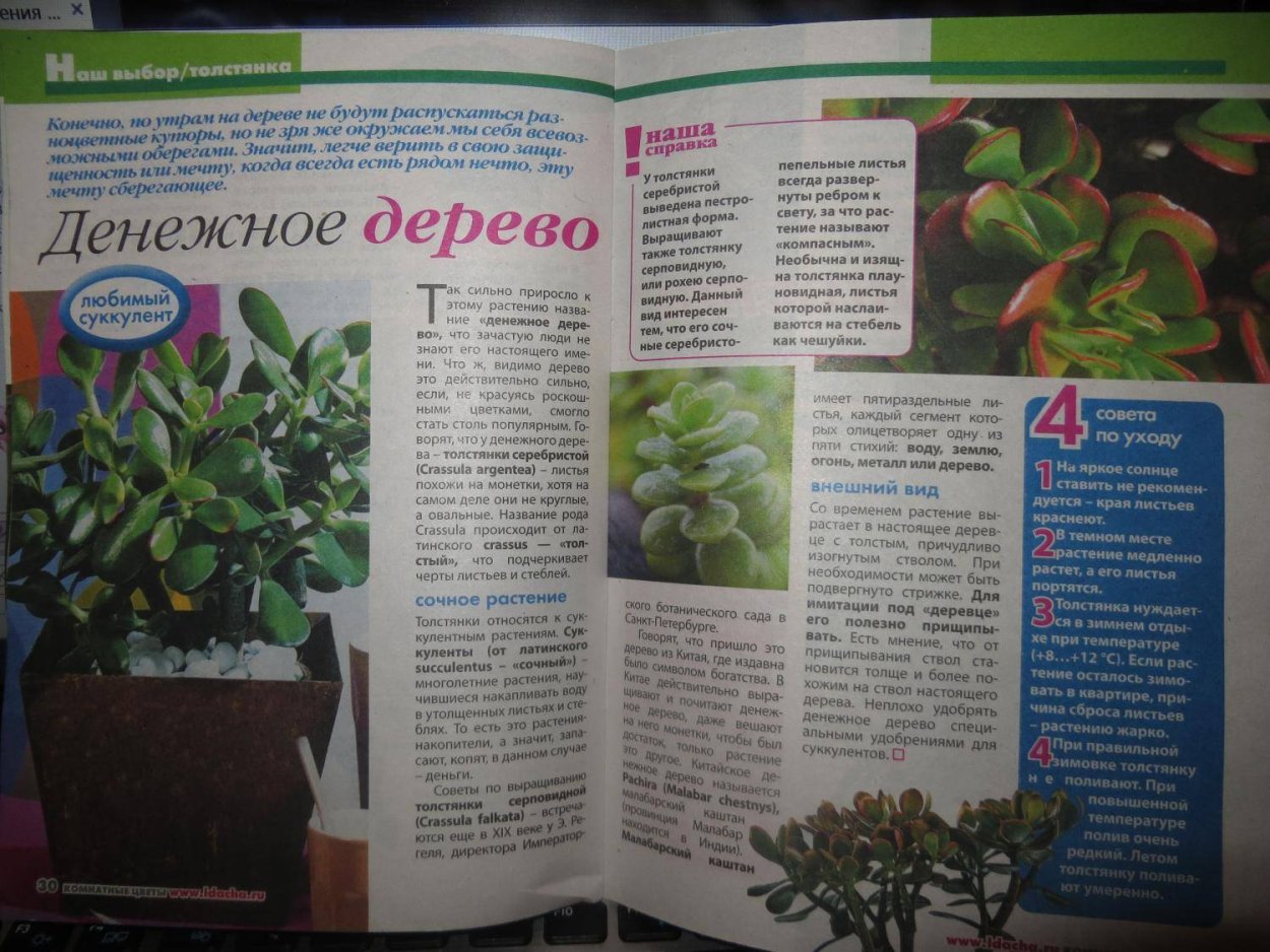 Суккулент Моргана суккулент Очиток