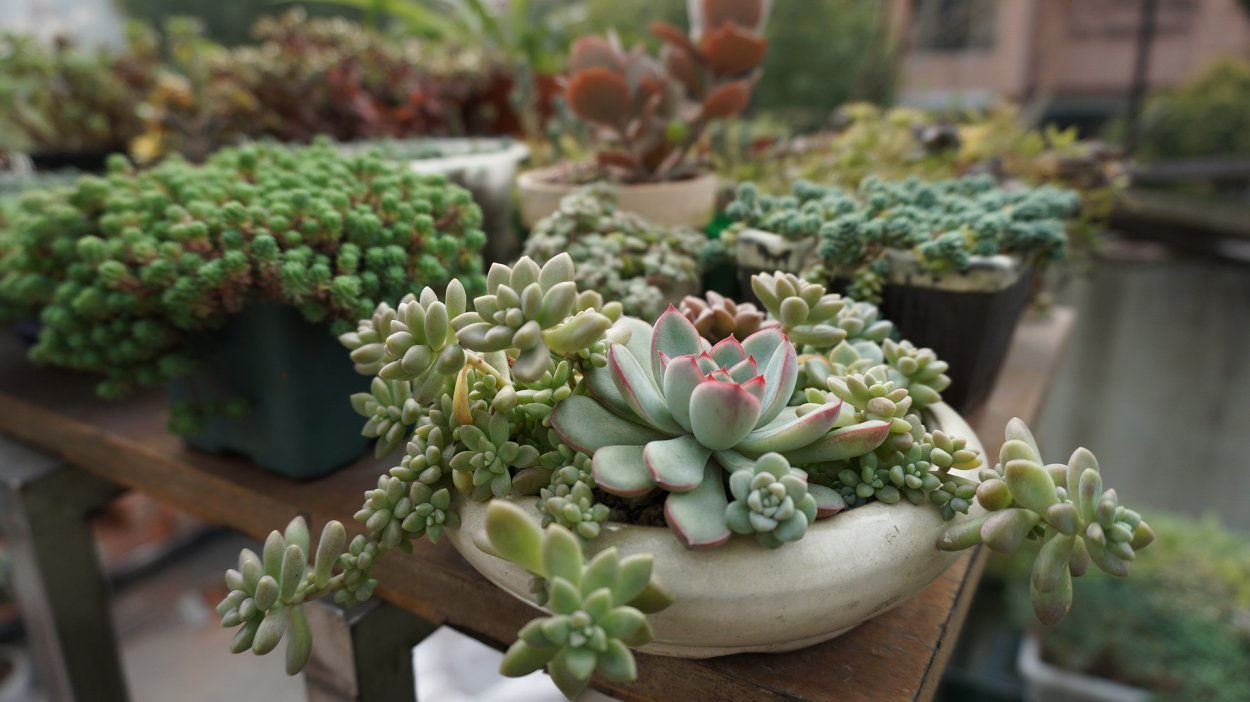 Crassula ovata минор