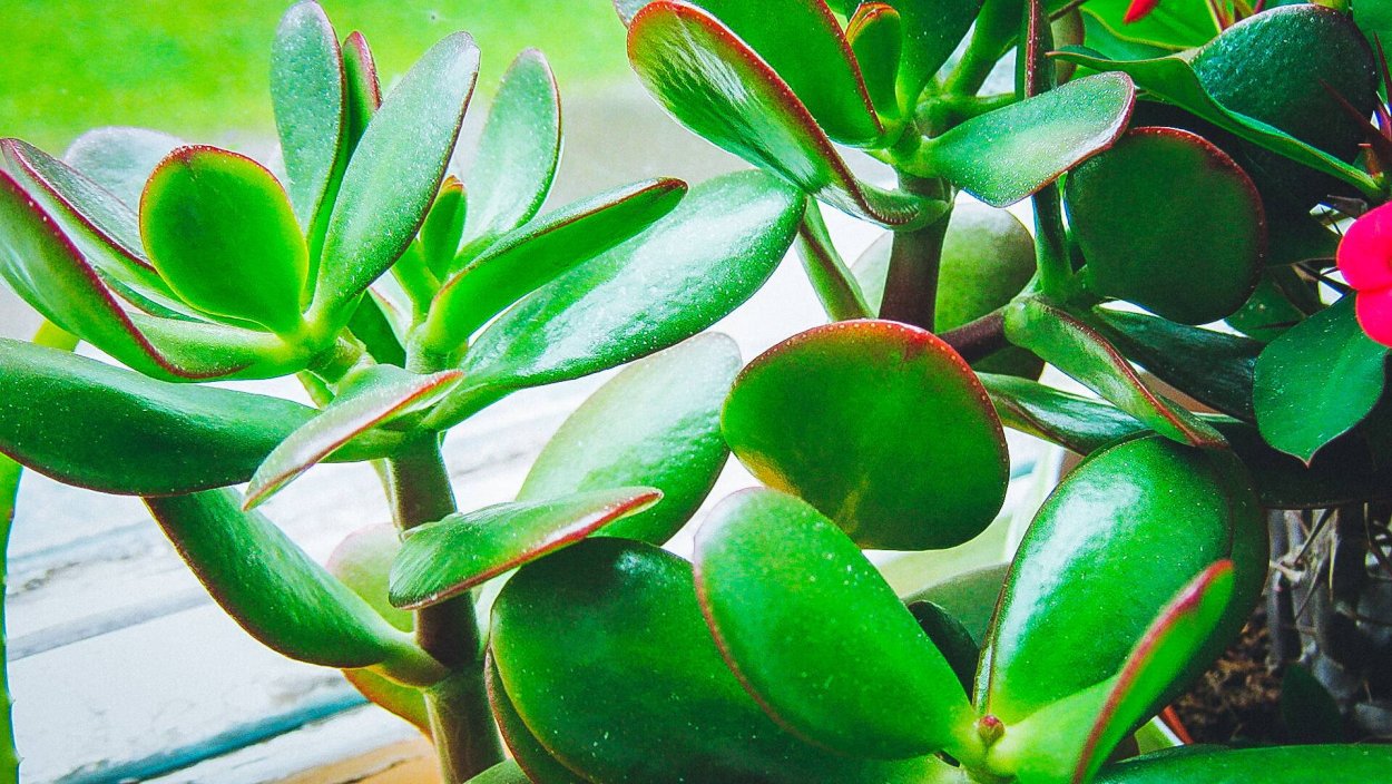 Jade Plant – Crassula