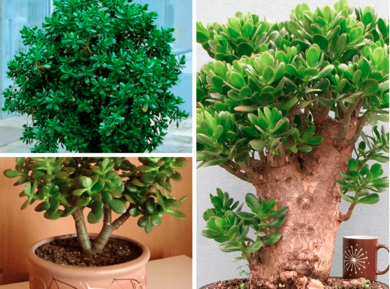 Crassula spathulata толстянка