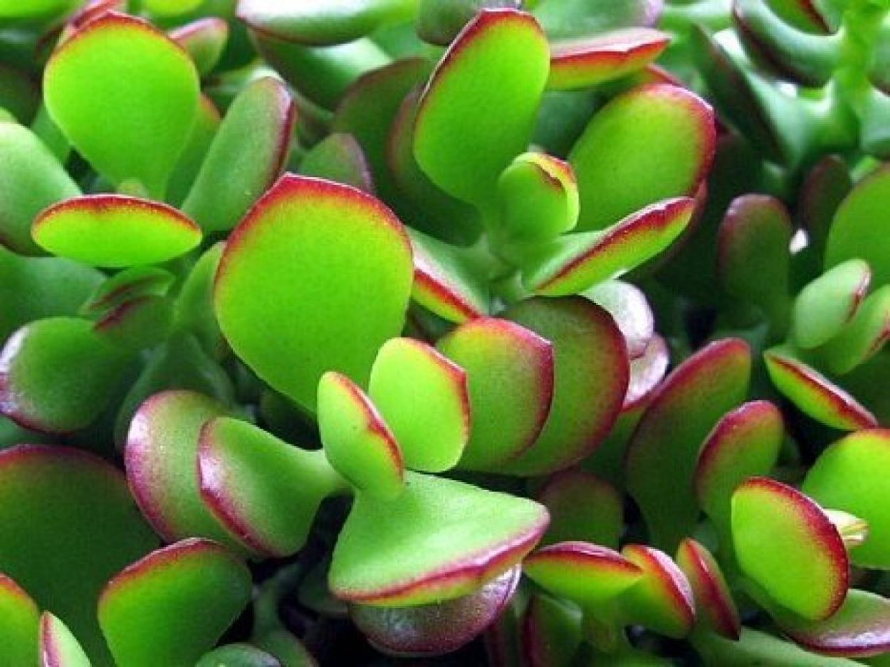 Crassula ovata Minor