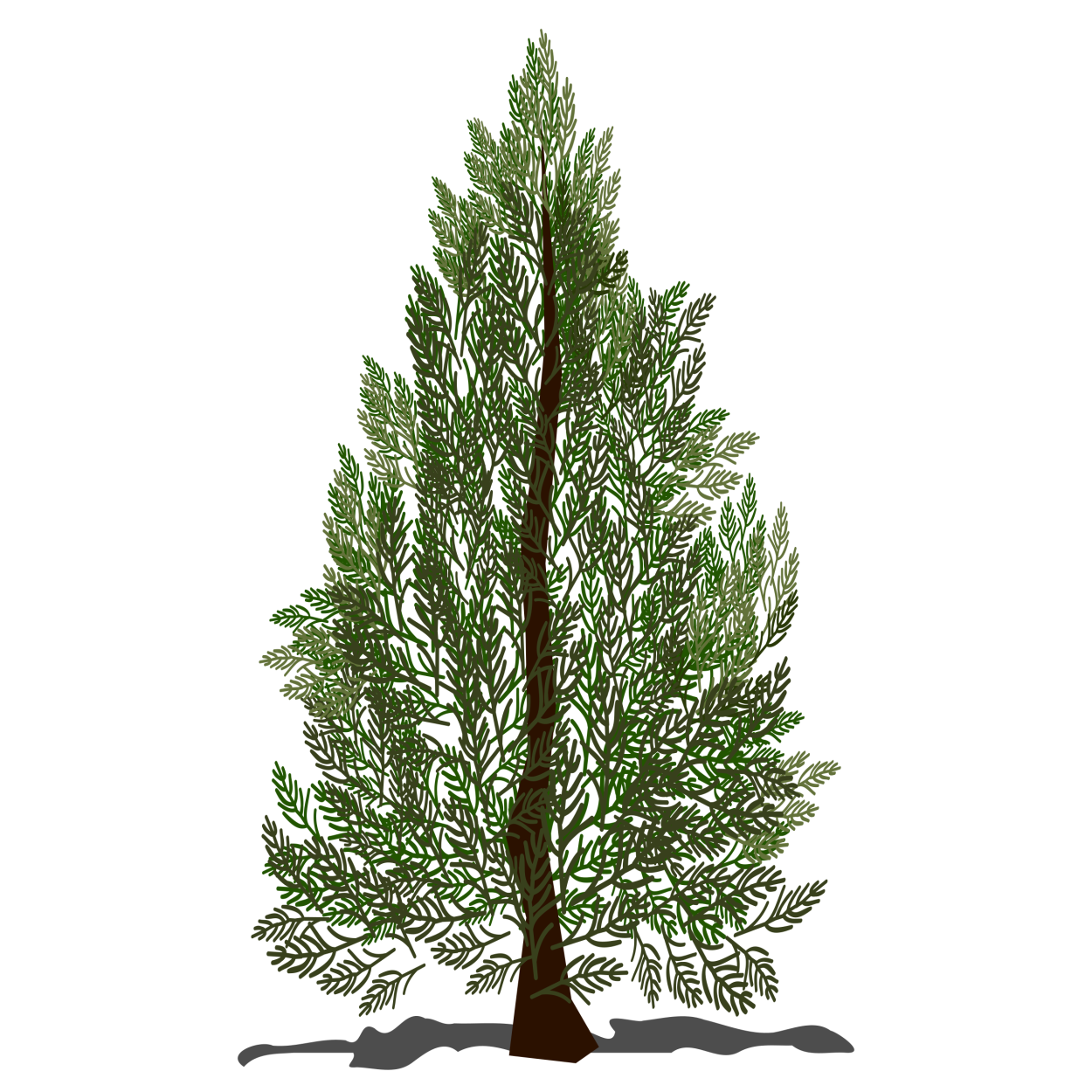 Thuja Tree