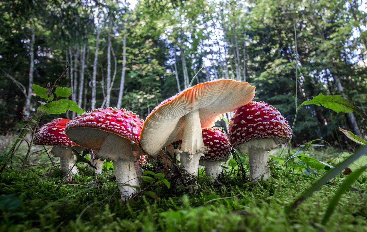 Мухомор в лесу