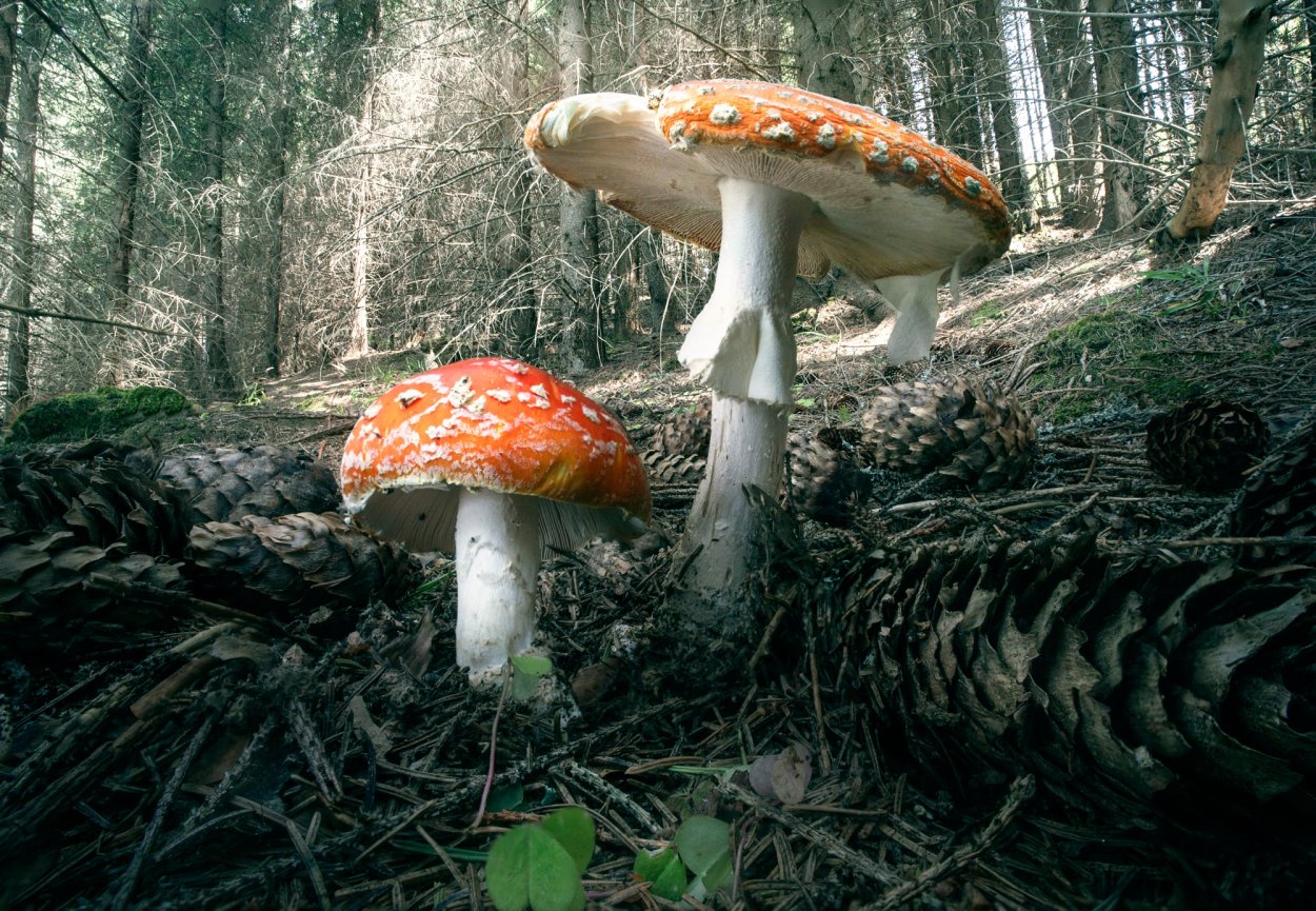 Мистический лес с грибами
