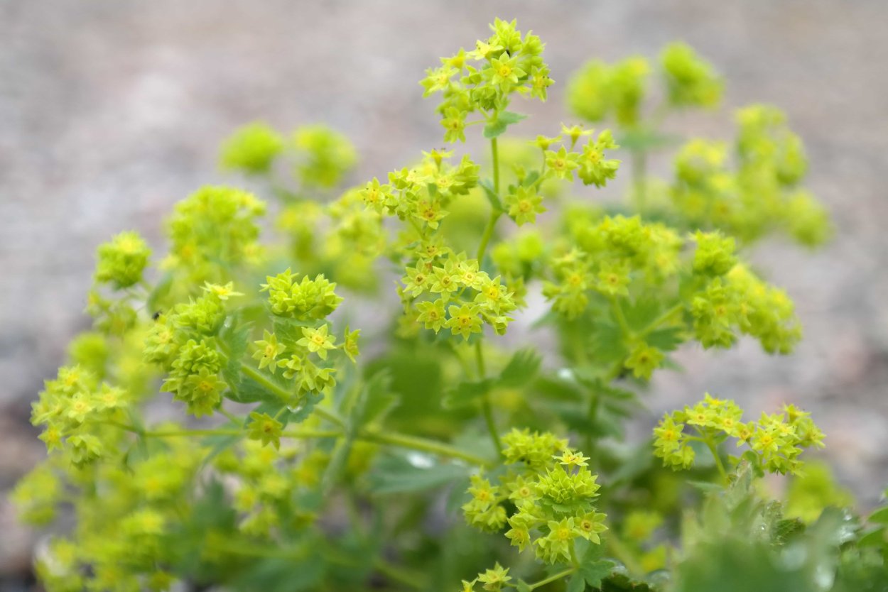 Alchemilla vulgaris l.- манжетка обыкновенная