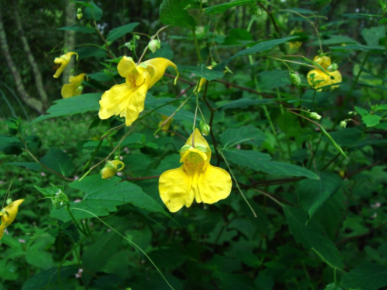 Недотрога обыкновенная (Impatiens Noli-Tangere)