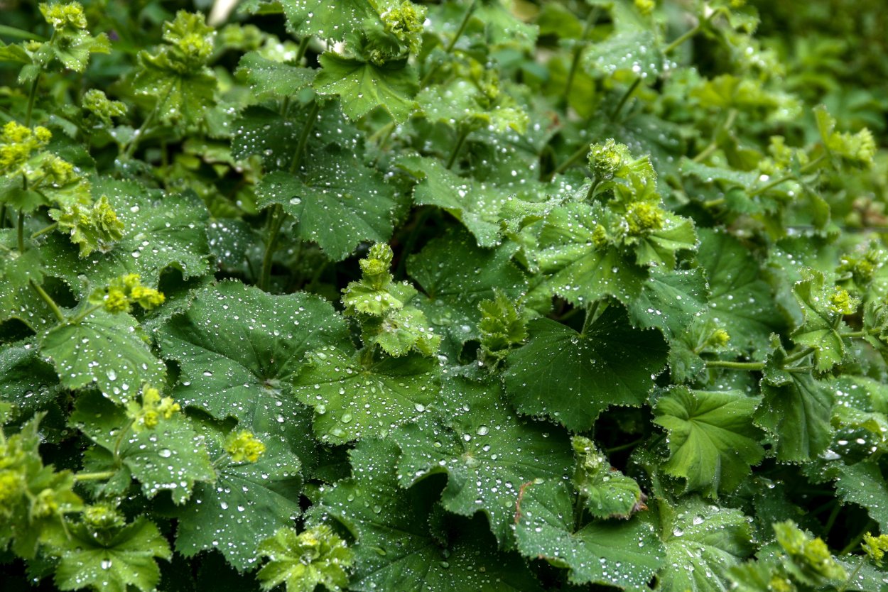 Манжетка обыкновенная (Alchemilla vulgaris)