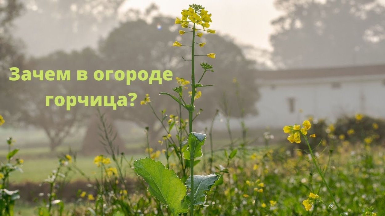 Люцерна стелющаяся