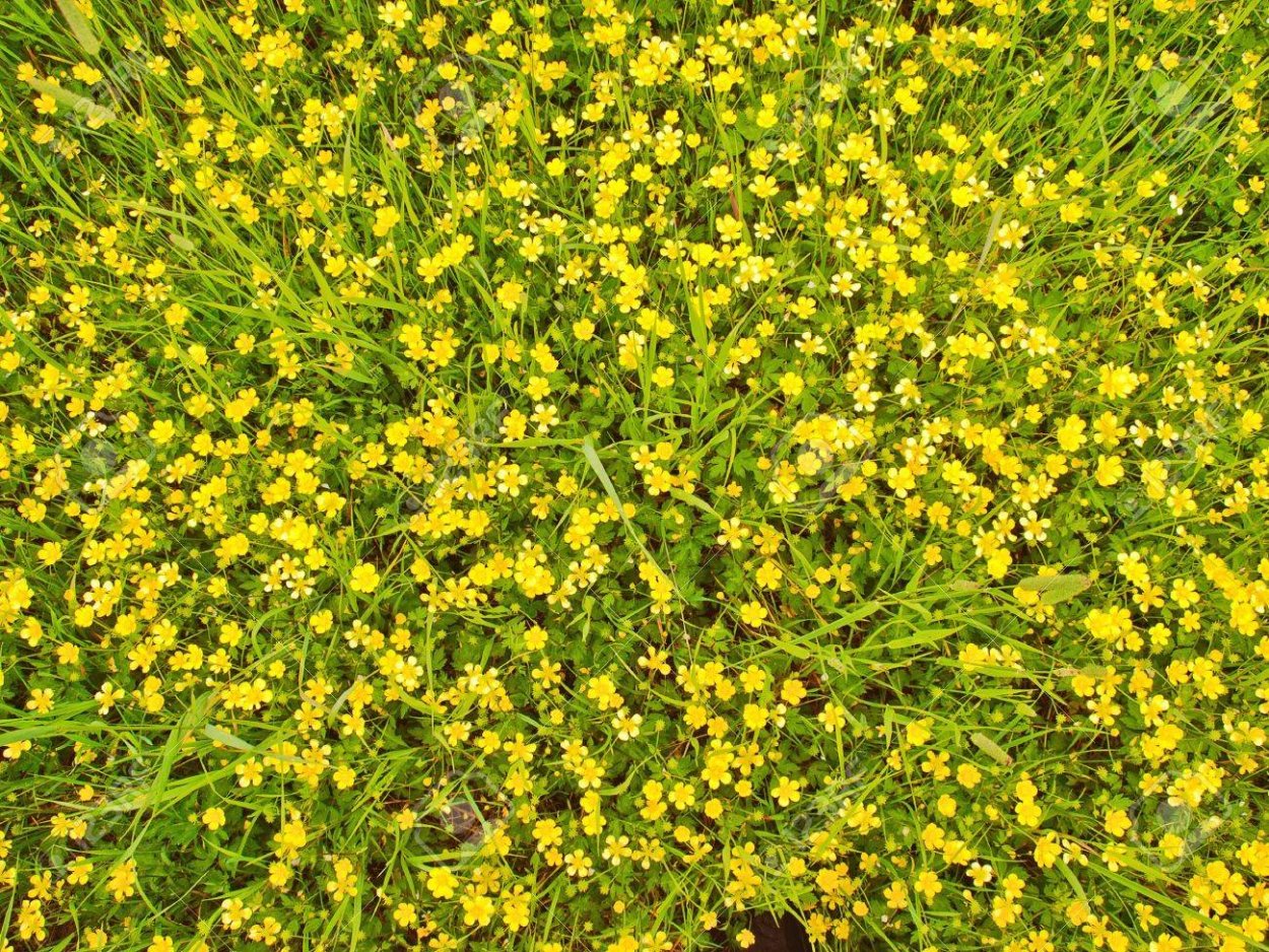 Газон с маленькими желтыми цветочками