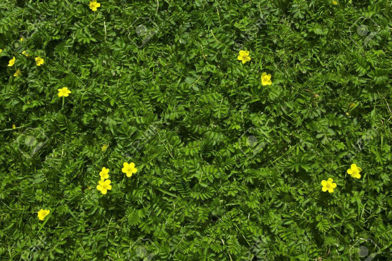 Газонная трава с желтыми цветочками