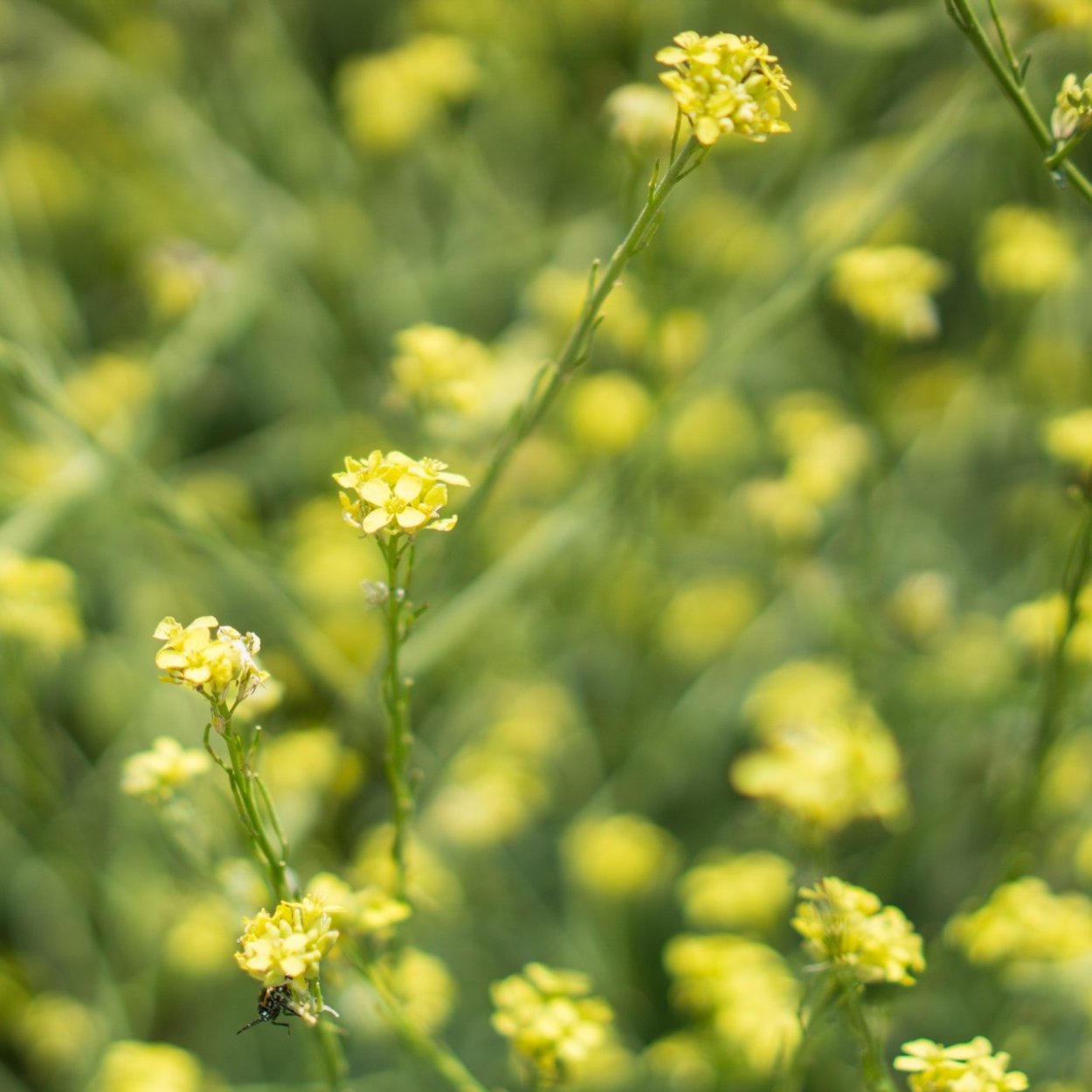 Полевой сорняк с желтыми цветами