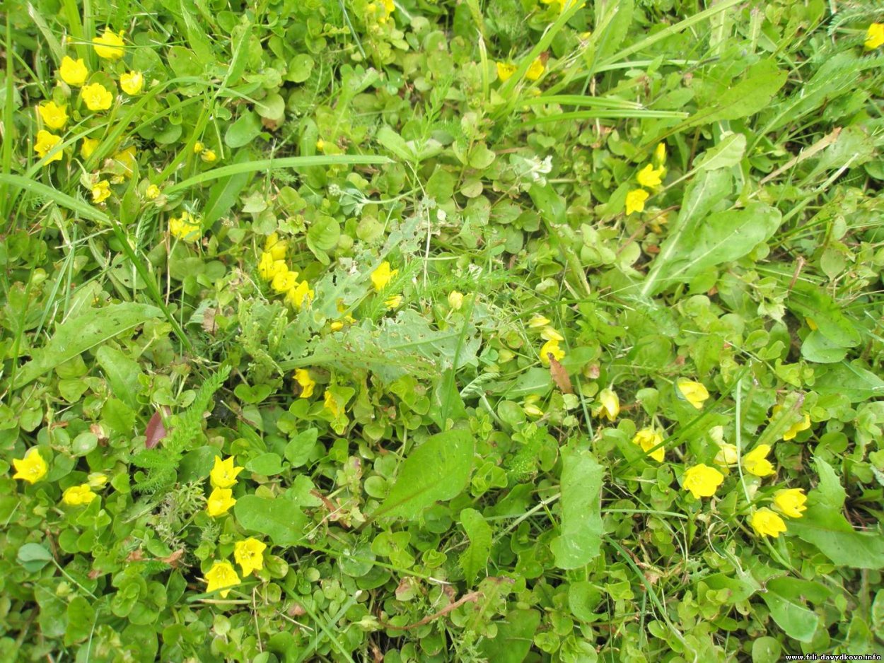 Газонная трава с желтыми цветами