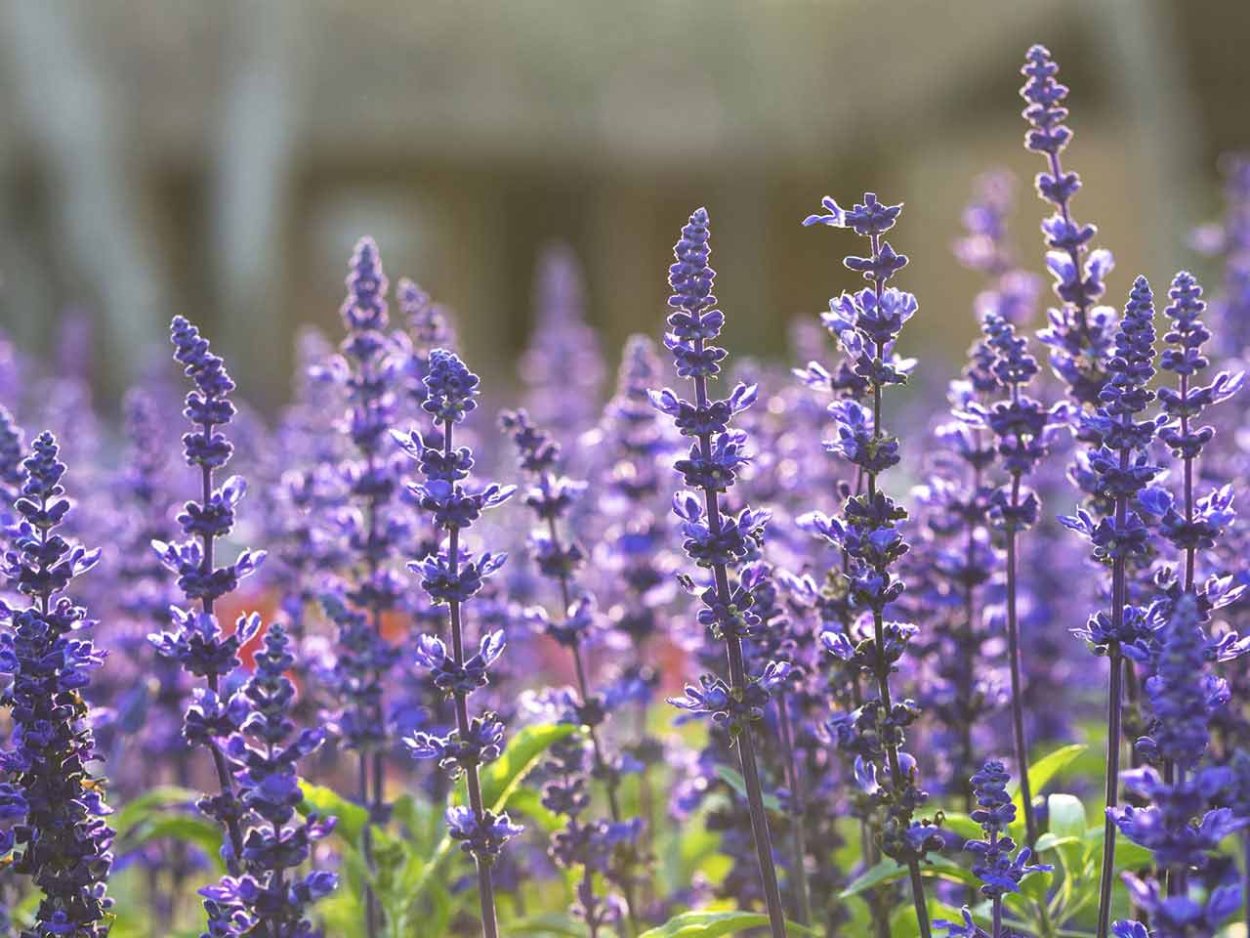 Шалфей Дубравный 'Mainacht'