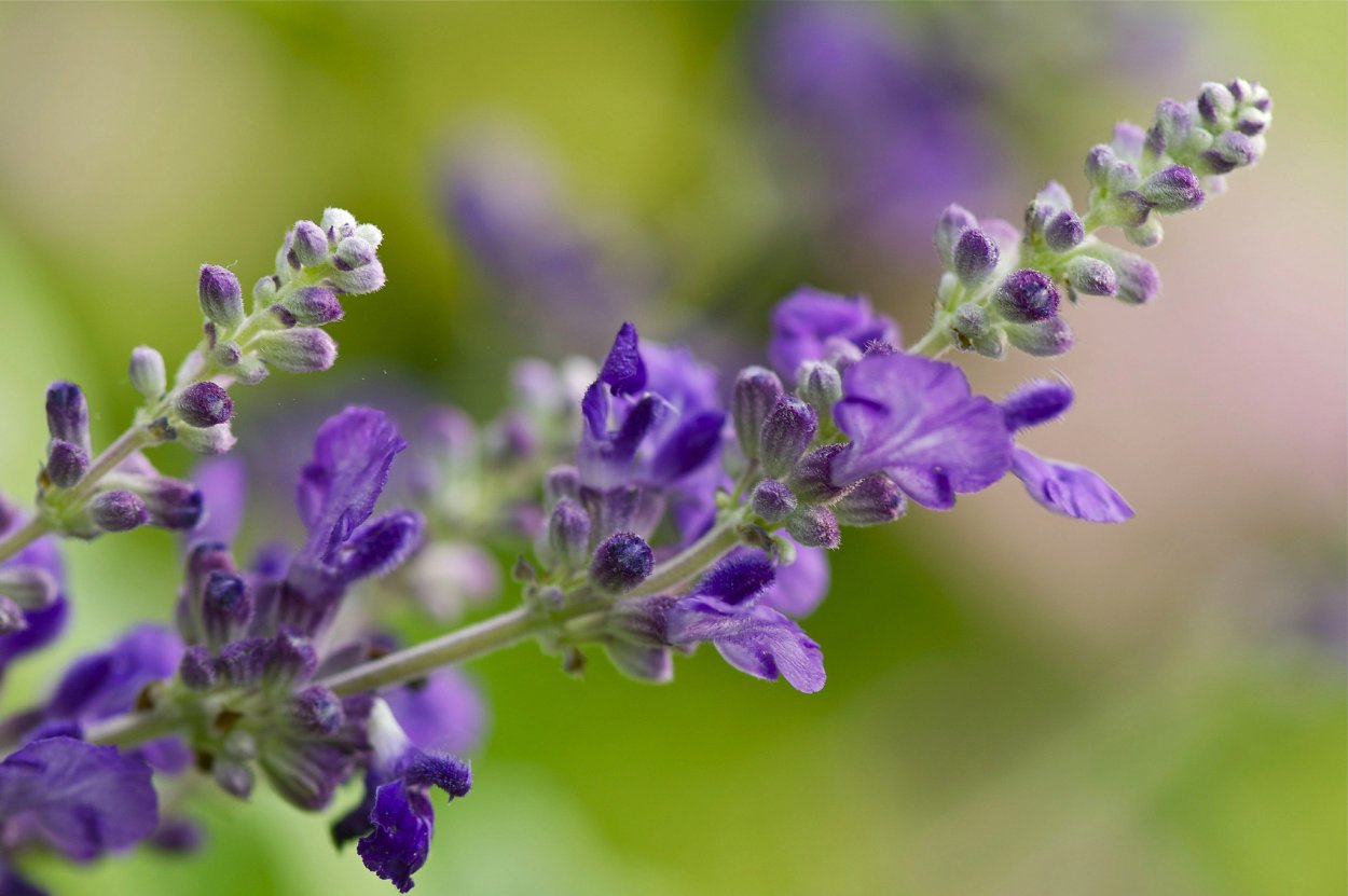 Лаванда Макросъемка