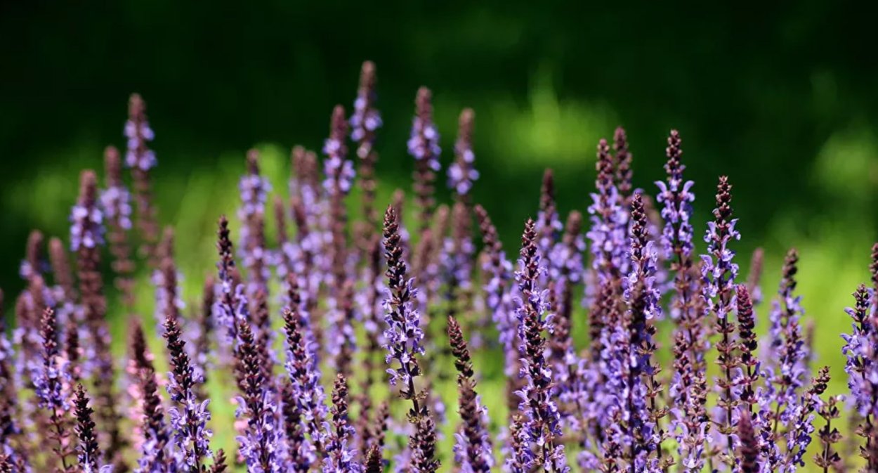 Крапивка Луговой